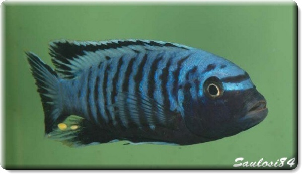 Maylandia sp. 'msobo heteropictus' Higga Reef